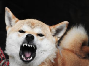 犬の無駄吠えを直すしつけ　大きな２つの原因と対策