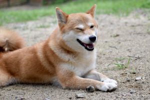 犬のしつけ　『ふせ』ができるようになる簡単な方法