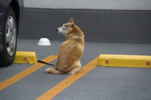 犬のしつけ　なぜかマーキングするようになってしまった時の対処の方法