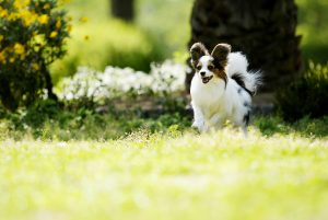犬のしつけ　『おいで』ができるようになる簡単な方法