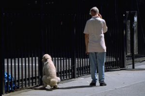 子犬のトイレのしつけ方法　２つの基本的なこと及び注意点