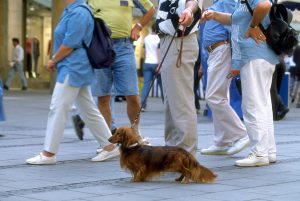 犬のしつけ　楽しく散歩をするしつけとルール