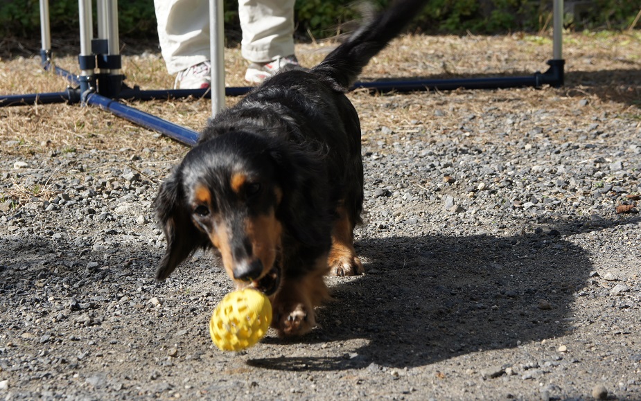 ボール遊びのダックス